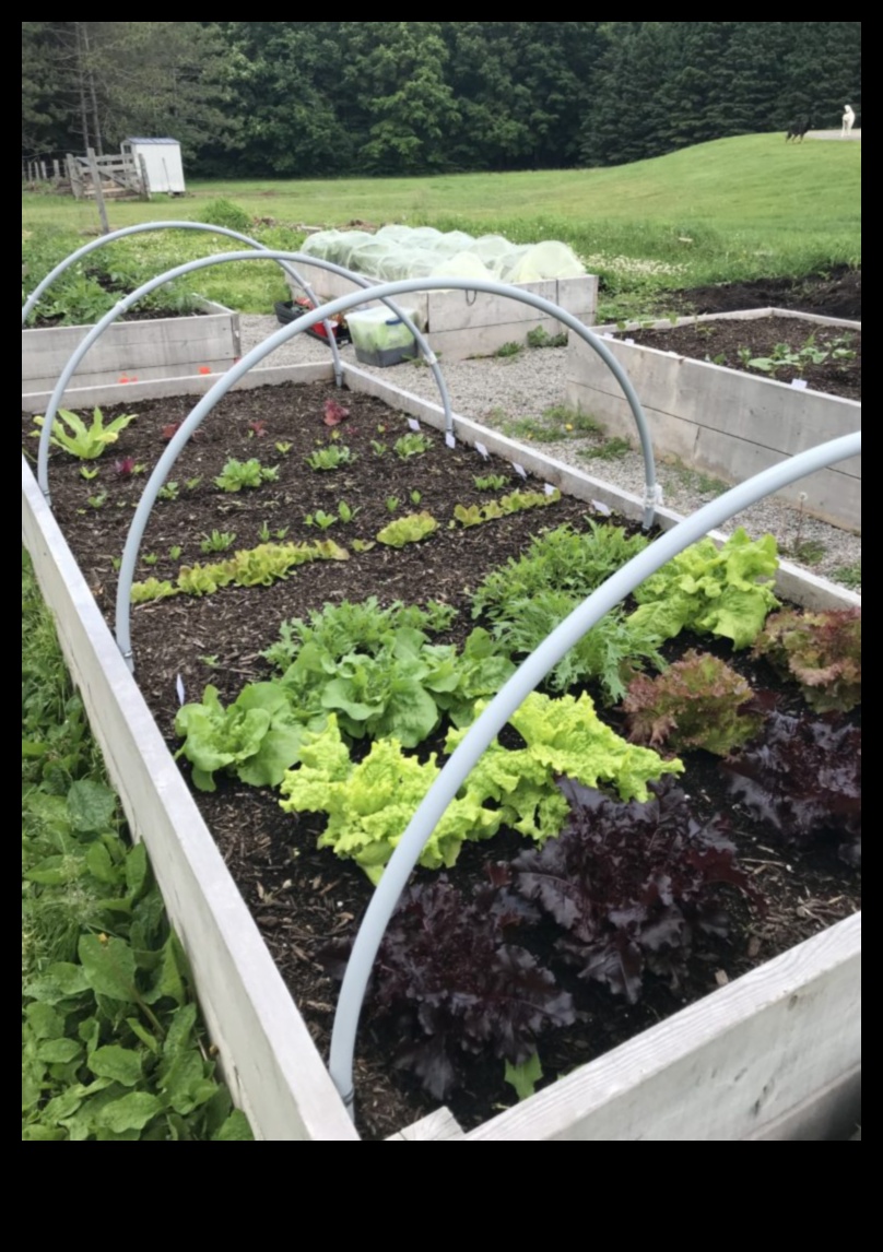 Rising Gardens: A Guide to Successful Vertical Gardening