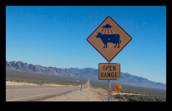 Road Trip Revelry: Capturing Adventures on the Go