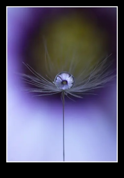 Περίπλοκος φωτισμός: Κατακτήστε την τέχνη του φωτός με στυλ μακρο φωτογραφίας