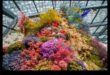 Floral Fantasy: Dive into Our Greenhouse Magic