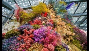 Floral Fantasy: Dive into Our Greenhouse Magic