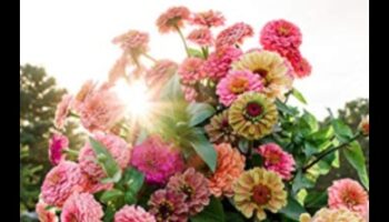 Floral Flourish: The Science Behind Effective Garden Care