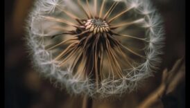 Macro Magic Μια ματιά μέσω κοντά σε ανατρέχοντας ελκυστικότητα της καθημερινότητας 3 Macro Magic: Αποτυπώνοντας την ουσία της ομορφιάς σε κάθε μικροσκοπική λεπτομέρεια