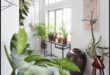 Potted Paradise: Indoor Gardening Idees for Every Space