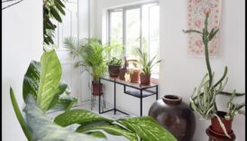 Potted Paradise: Indoor Gardening Idees for Every Space