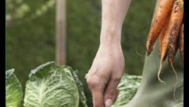 Sw, Grow, Glow: The Art of Successful Garden Maintenance