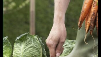 Sw, Grow, Glow: The Art of Successful Garden Maintenance