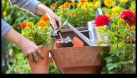 Ακμάζοντες Κήποι: Φροντίζοντας το Υπαίθριο Καταφύγιό σας