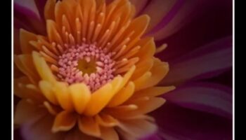 Περίπλοκος φωτισμός: Κατακτήστε την τέχνη του φωτός με στυλ μακρο φωτογραφίας