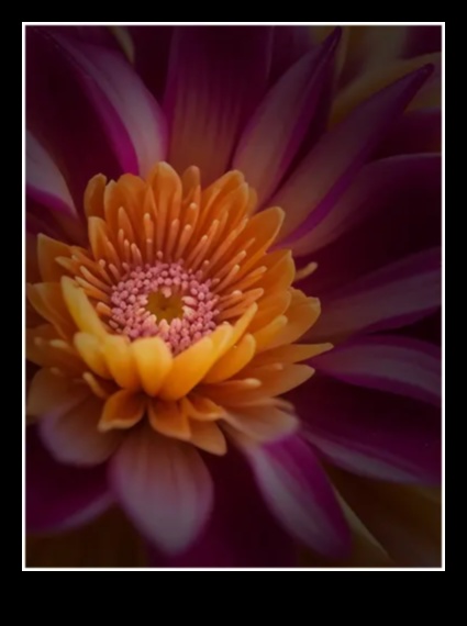 Περίπλοκος φωτισμός: Κατακτήστε την τέχνη του φωτός με στυλ μακρο φωτογραφίας